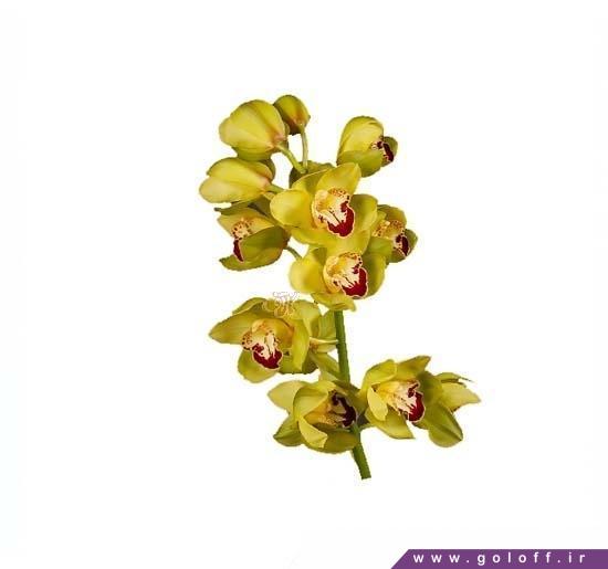سفارش گل ارکیده سیمبیدیوم یونینا - Cymbidium Orchid | گل آف